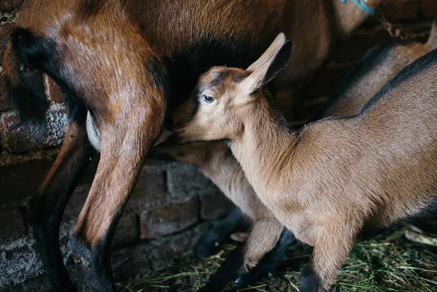 Bayi minum susu kambing