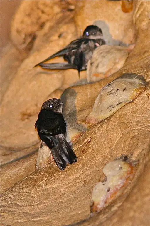 Gambar close-up sarang burung walet