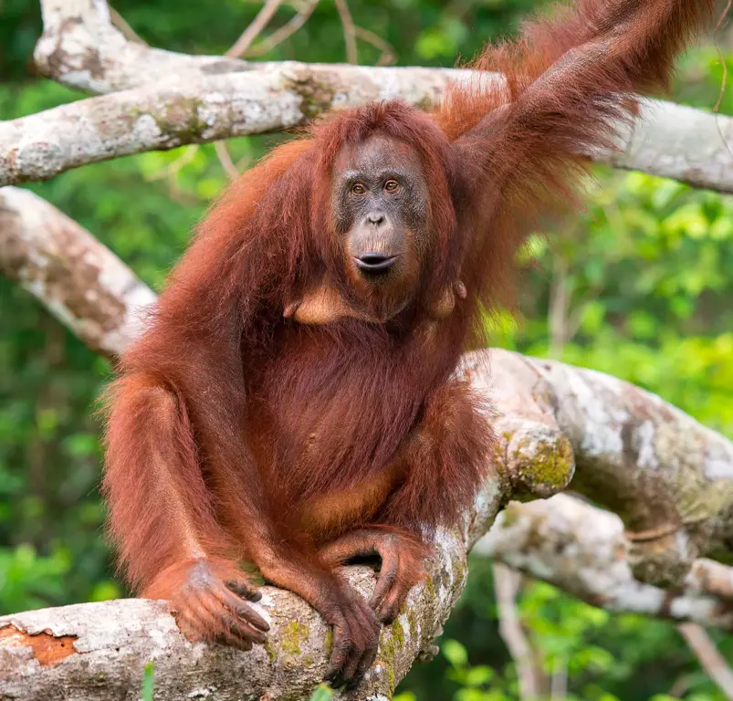 Orangutan di Kalimantan