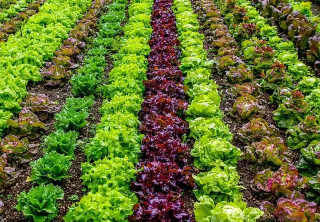 Gambar berbagai macam sayuran organik yang dipanen dari kebun PT Indo Greenlife Harvest