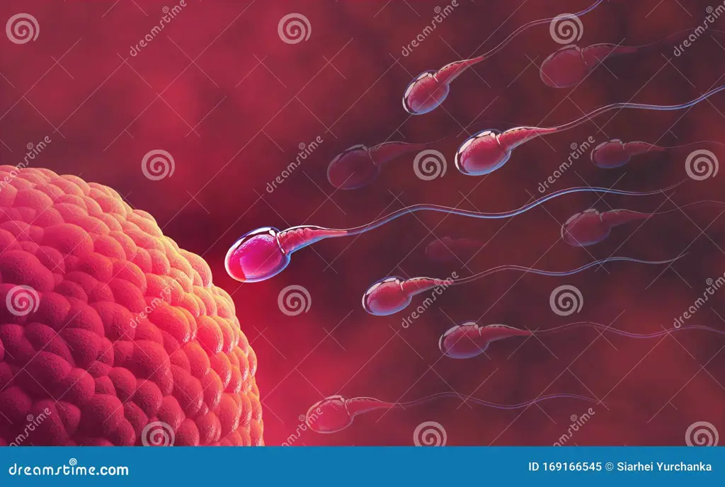 Gambar sel sperma di bawah mikroskop