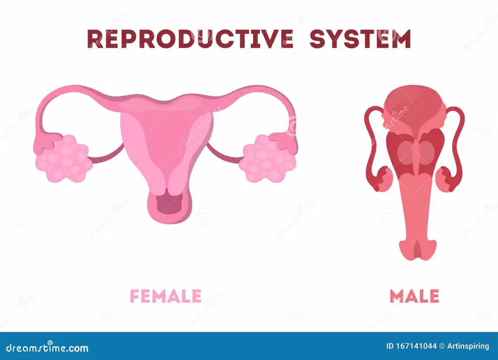 Ilustrasi sistem reproduksi manusia