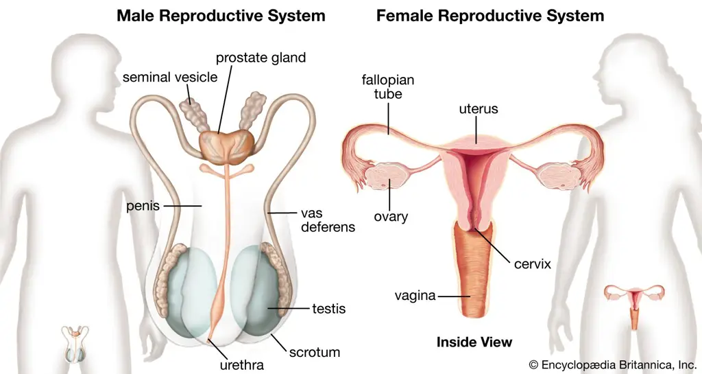 Ilustrasi sistem reproduksi manusia