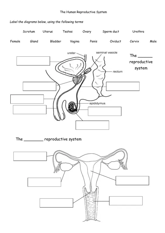 Ilustrasi sistem reproduksi manusia