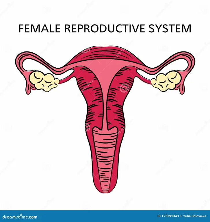 Ilustrasi sistem reproduksi wanita yang sehat