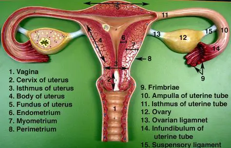 Sistem reproduksi wanita yang sehat