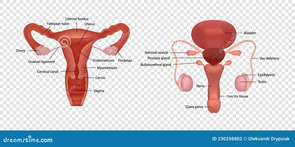 Ilustrasi sistem reproduksi wanita yang sehat