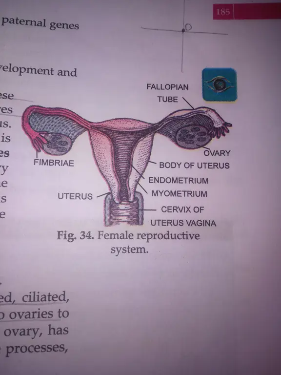 Diagram sistem reproduksi wanita