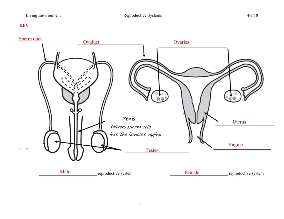 Ilustrasi sistem reproduksi wanita