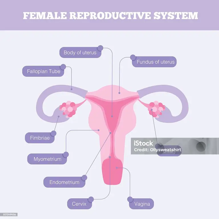 Diagram sistem reproduksi wanita