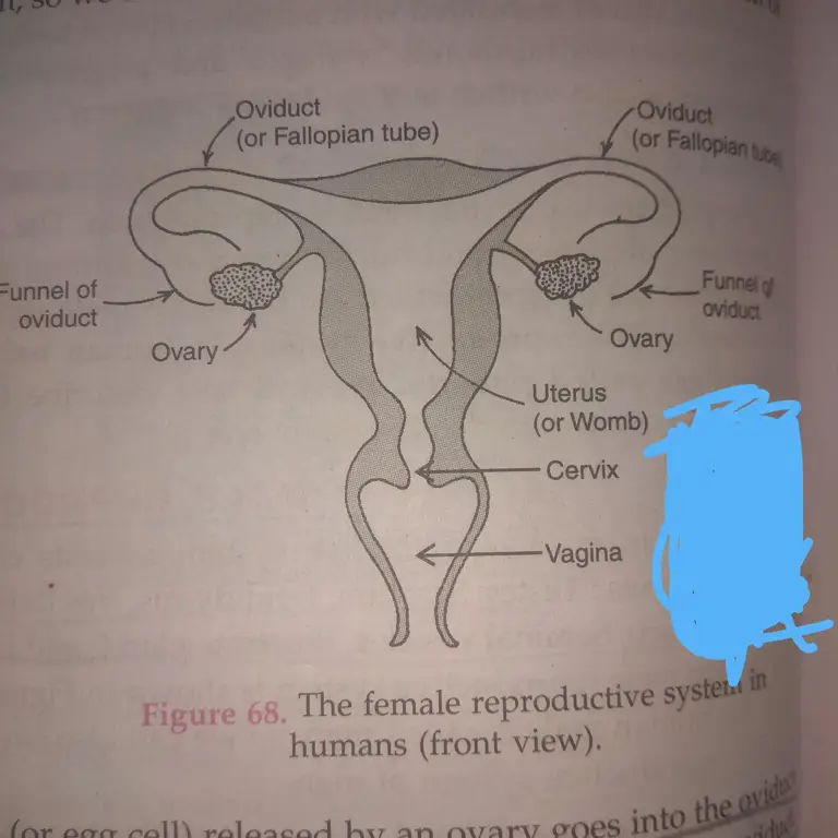 Ilustrasi sistem reproduksi wanita