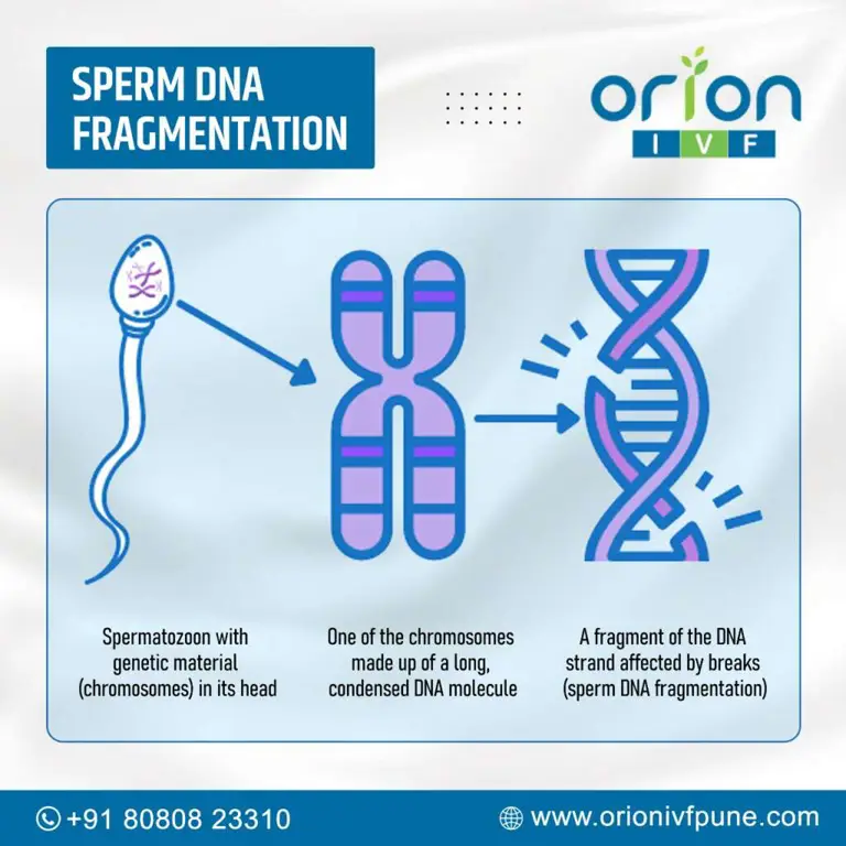 Gambar sperma di bawah mikroskop