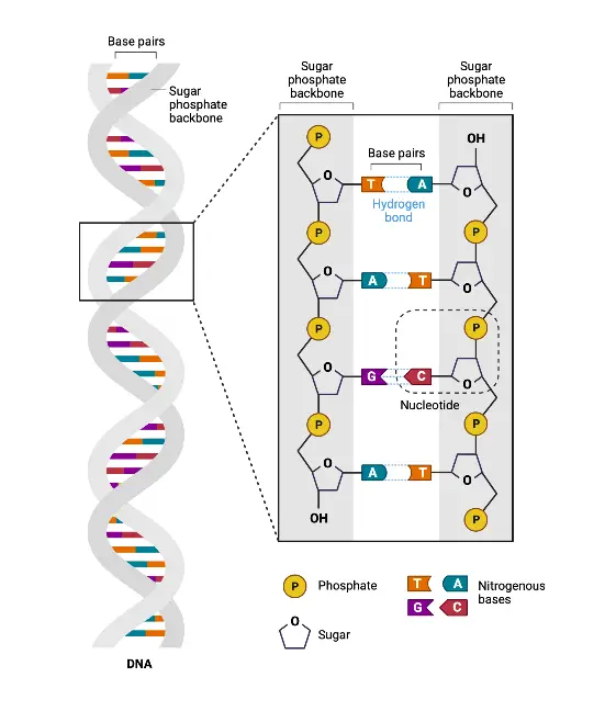 Ilustrasi struktur DNA