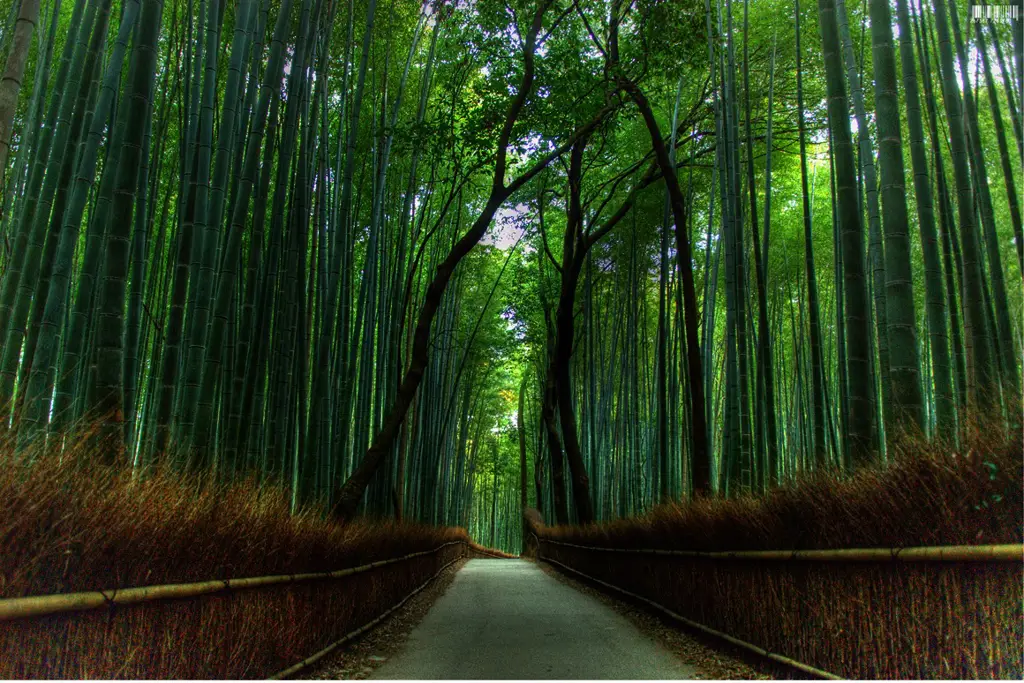 Gambar pemandangan hutan di Jepang