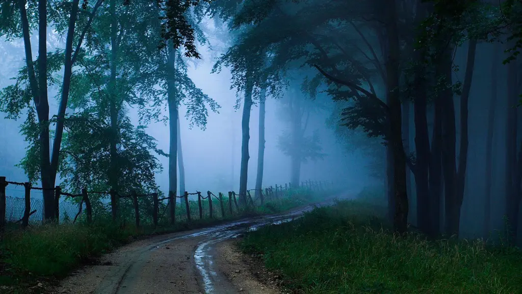 Pemandangan hutan gelap dan mencekam