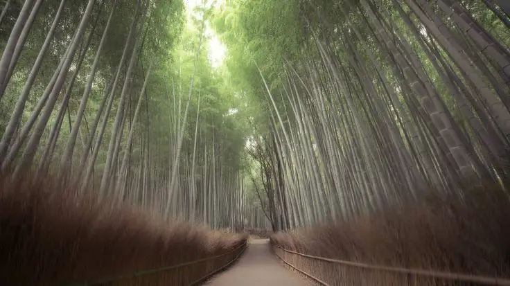 Hutan misterius di Jepang yang mungkin mewakili suasana Aino Kishi