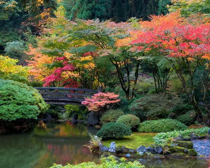 Gambar taman Jepang yang indah di musim gugur, menggambarkan suasana tenang dan sedikit melankolis