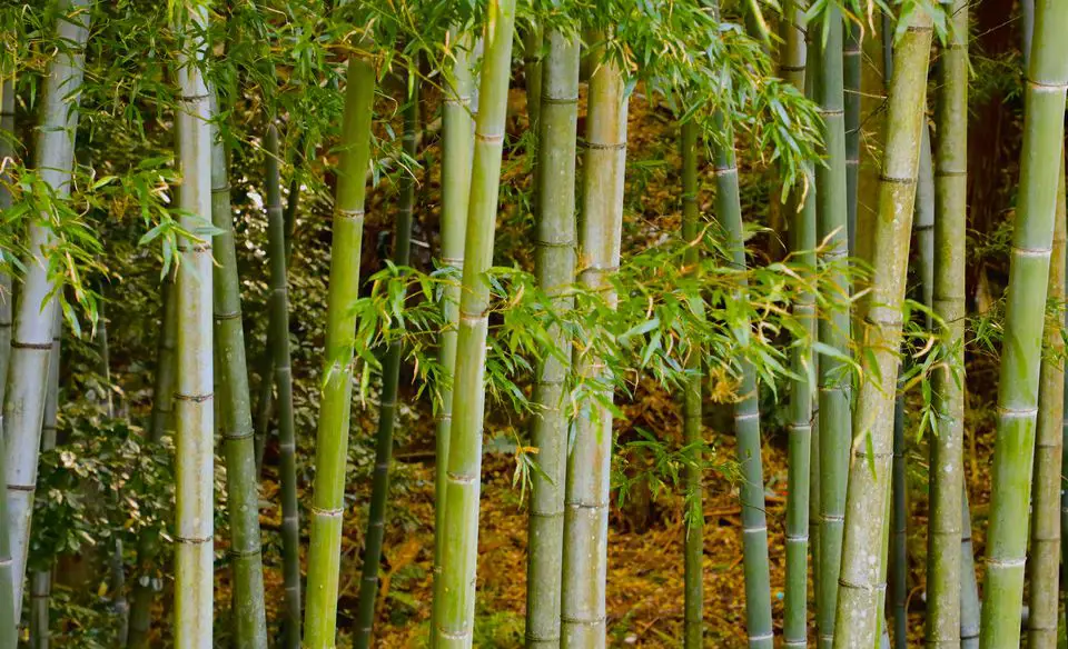 Gambar taman Jepang dengan tanaman bambu