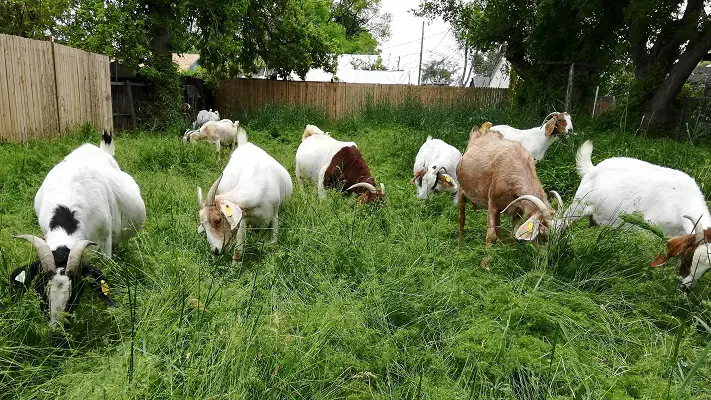 Kambing sedang merumput di padang rumput