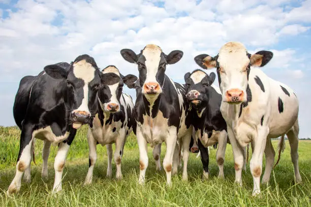 Sapi bahagia di padang rumput