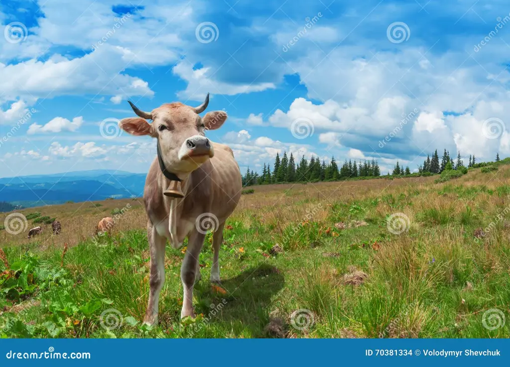 Sapi sehat di padang rumput