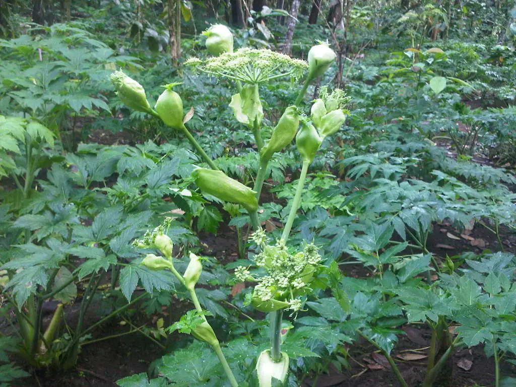 Gambar tanaman Asitaba