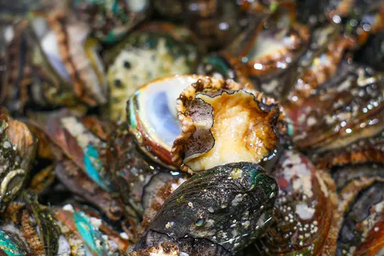 Foto close-up abalone yang menunjukkan tekstur cangkangnya