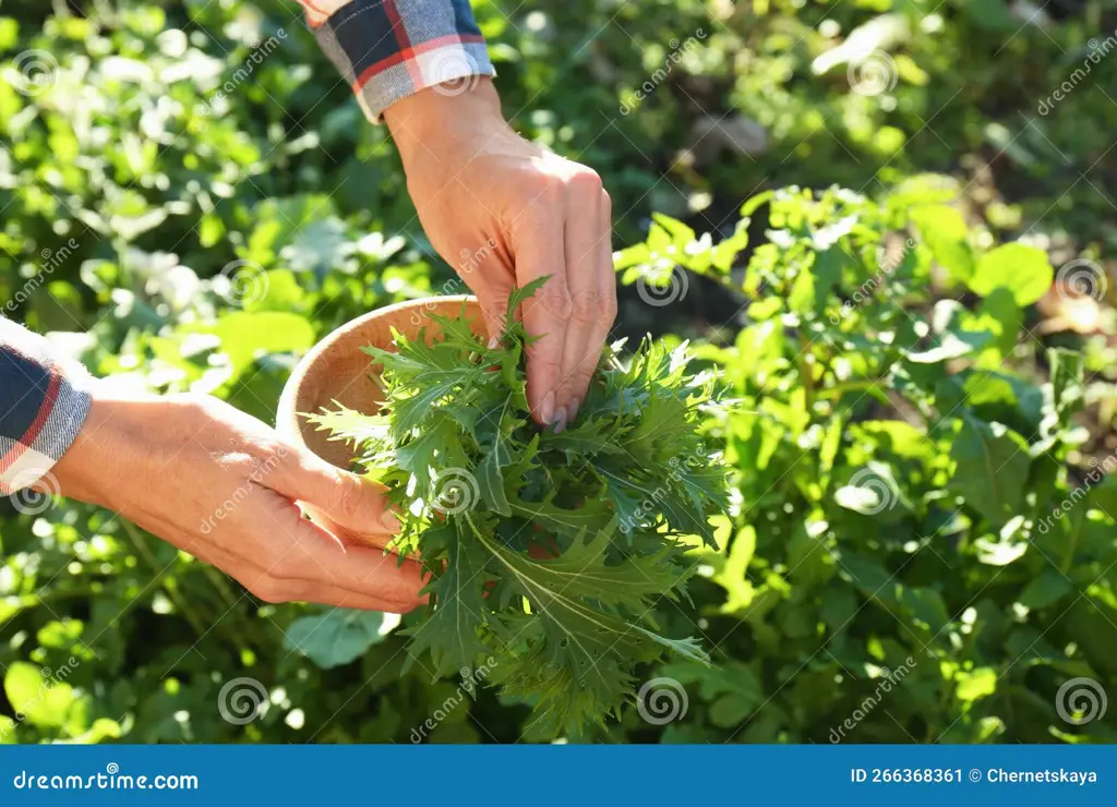 Gambar close-up daun Rei Mizuna yang segar dan hijau.