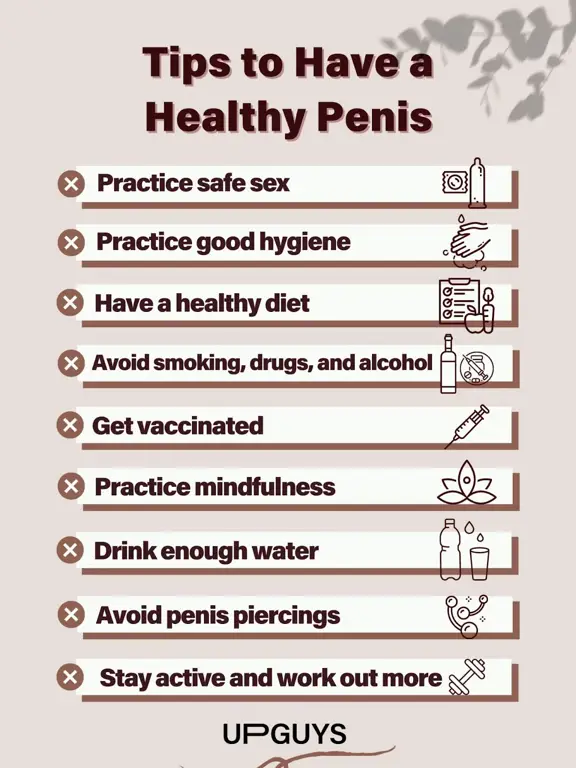 Penis yang sehat