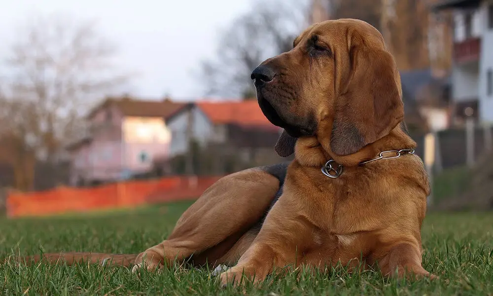 Perawatan anjing Bloodhound