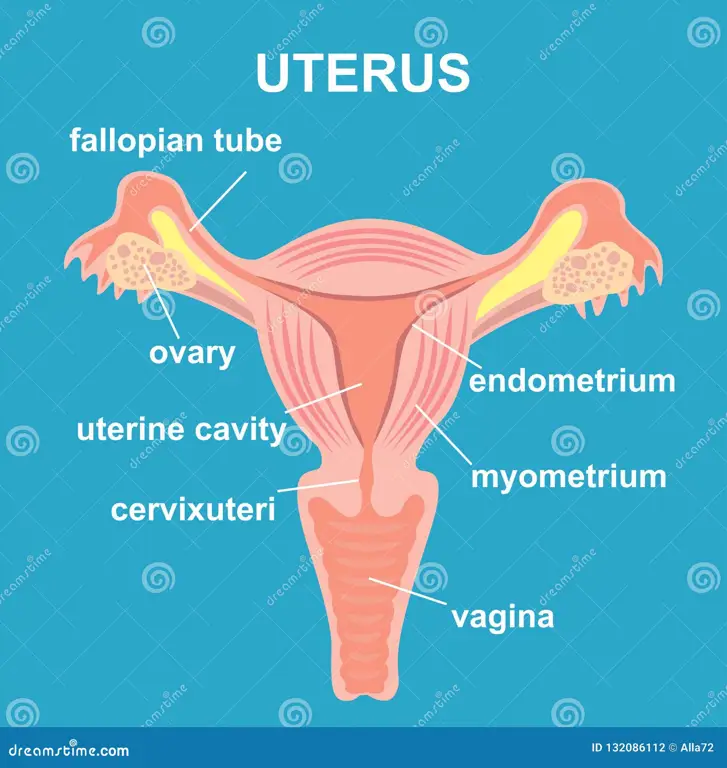 Ilustrasi vagina sehat