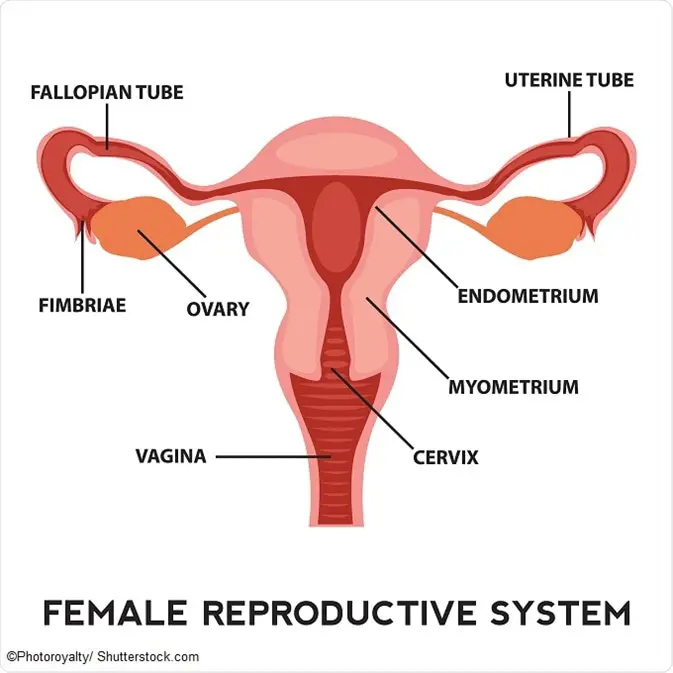 Ilustrasi vagina yang sehat