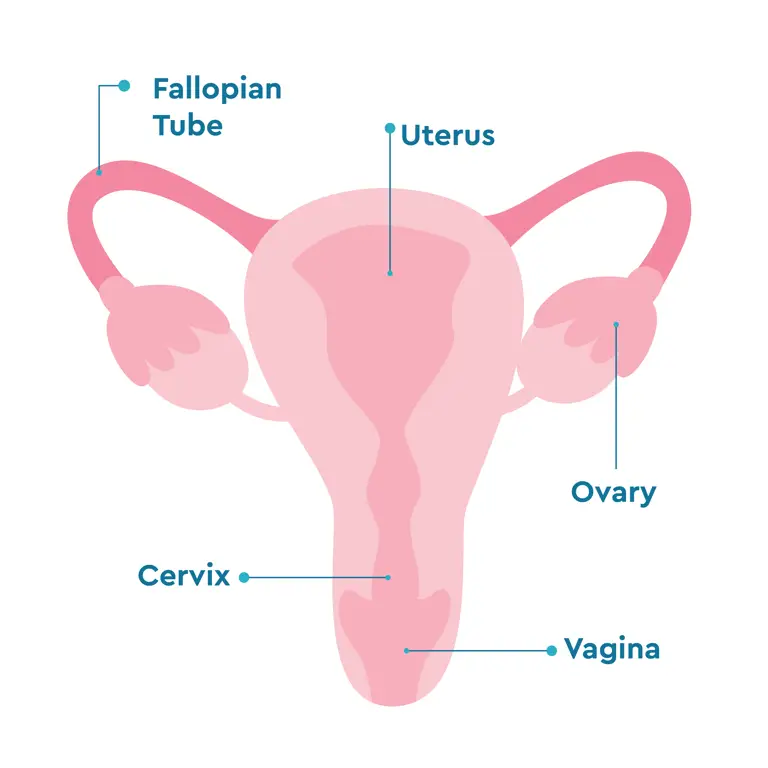 Ilustrasi vagina yang sehat