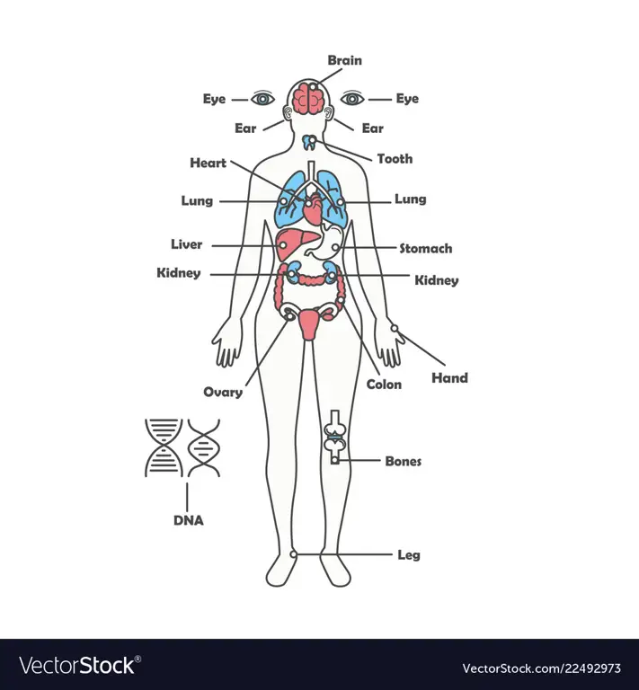 Ilustrasi variasi anatomi organ intim wanita