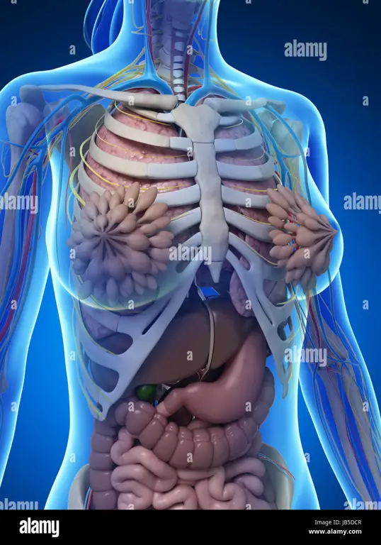 Ilustrasi variasi anatomi organ intim wanita