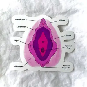 Ilustrasi vulva yang sehat